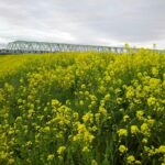 「鉄旅日記」2022年弥生vol.2 最終日（静岡－東京）その5 ‐東浦和、東川口、吉川、吉川美南、南流山（武蔵野線）　【念願の大井川鐡道に乗る旅。帰りは身延線経由、武蔵野線全駅下車達成でございます。】／江戸川堤菜の花絶景